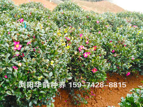 茶梅球