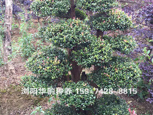 罗汉松16