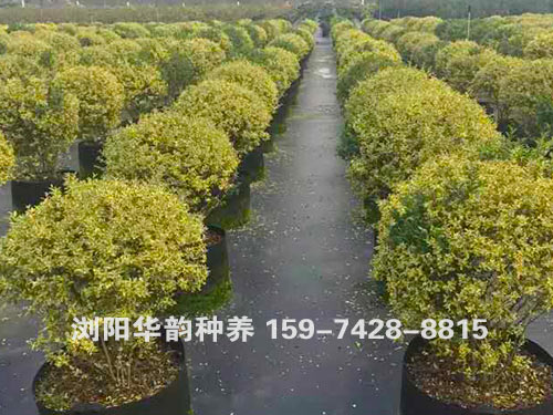 黄杨球