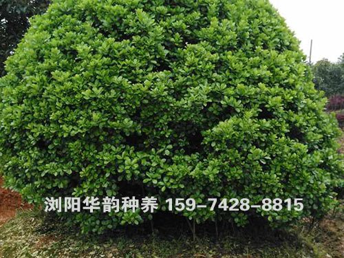 万年青球