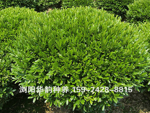 各种灌木球1