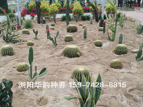 沙滩植物