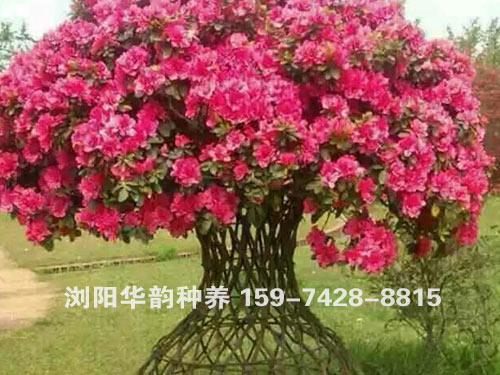 紫薇花瓶