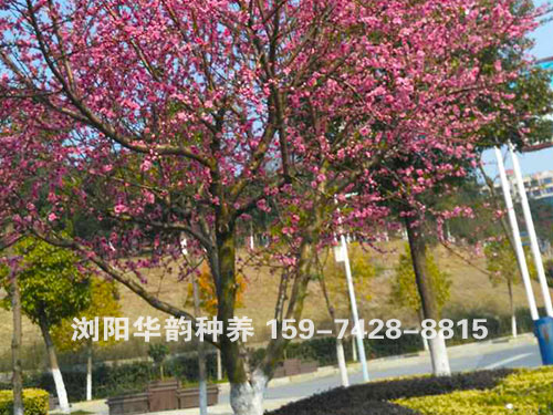红花碧桃1