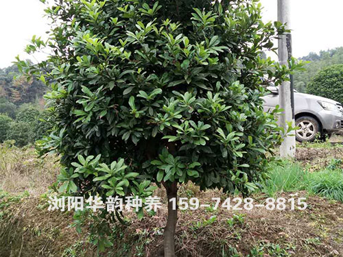 单杆杨梅树1