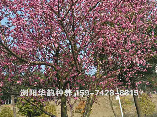 红花碧桃3