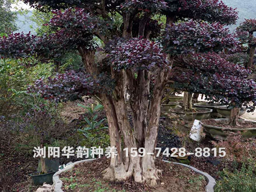 红花继木桩