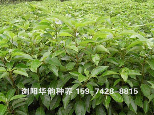 香樟小苗1