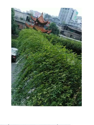 迎春花