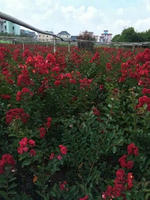 红花紫薇