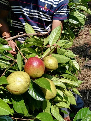 黑茶树果子3