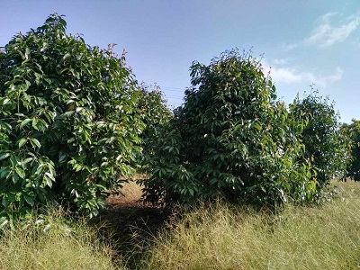 黑茶树1