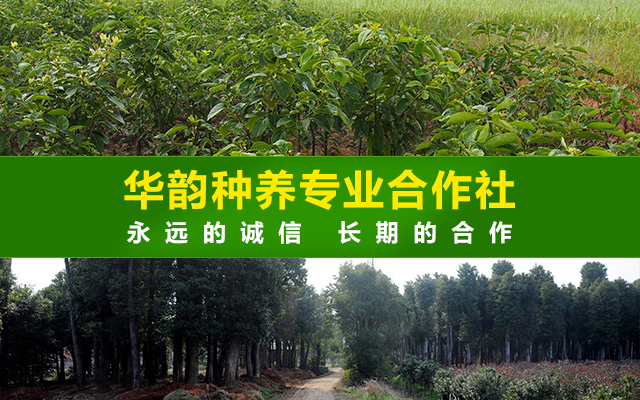 浏阳市华韵种养专业合作社|浏阳苗木|浏阳华韵苗木